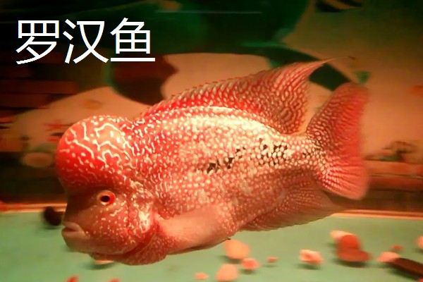 观赏鱼有什么品种,主要分为以下三个大类