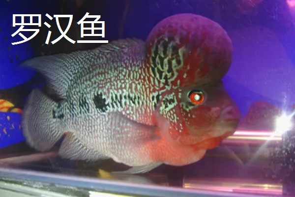 观赏鱼有什么品种,主要分为以下三个大类