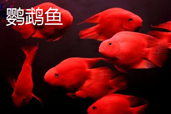 观赏鱼有什么品种,主要分为以下三个大类