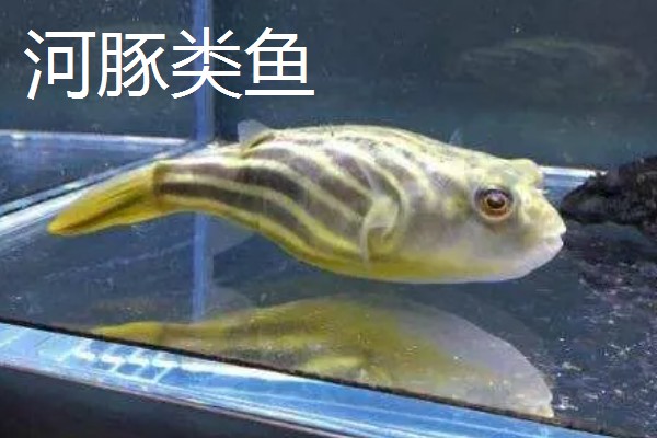 观赏鱼有什么品种,主要分为以下三个大类
