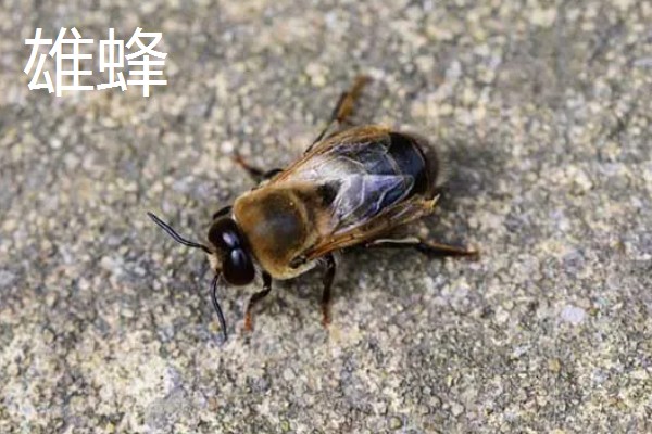 蜂群中的蜜蜂是如何分工的,蜂王主要作用是繁殖后代
