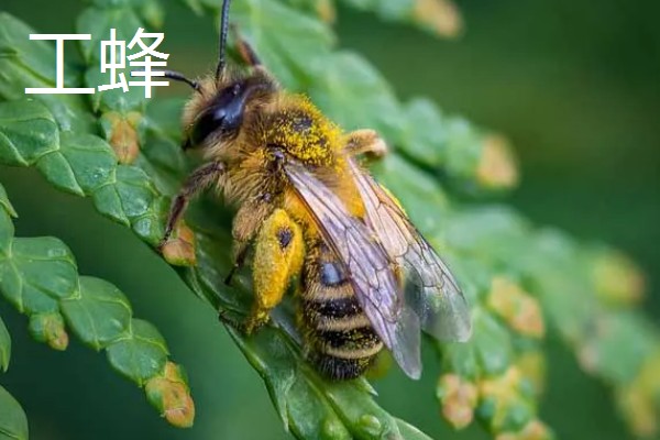 蜂群中的蜜蜂是如何分工的,蜂王主要作用是繁殖后代