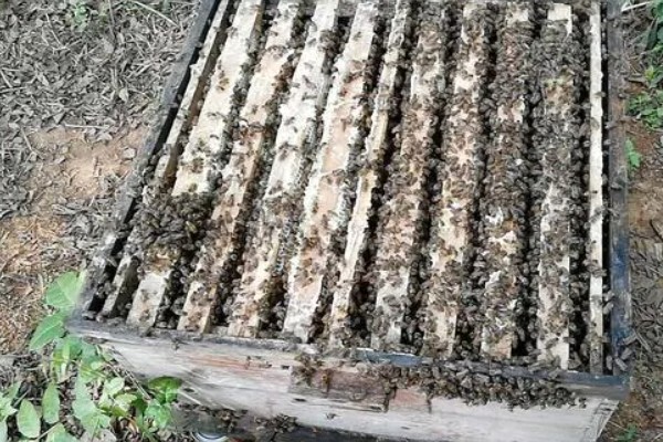蜂群中的蜜蜂是如何分工的,蜂王主要作用是繁殖后代