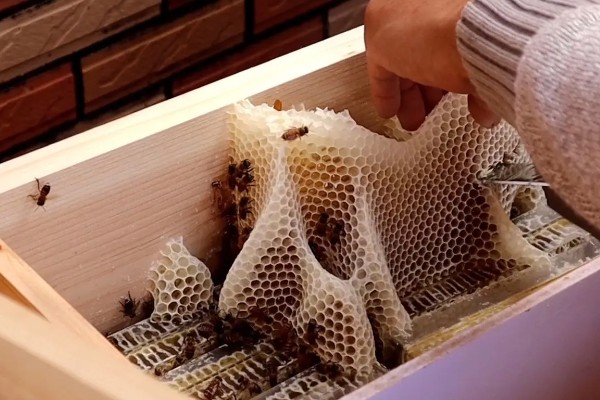 蜂群中的蜜蜂是如何分工的,蜂王主要作用是繁殖后代