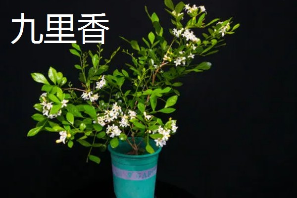 九里香是夜来香吗，它们不是一种植物