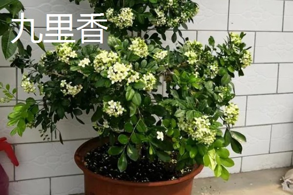 九里香是夜来香吗，它们不是一种植物