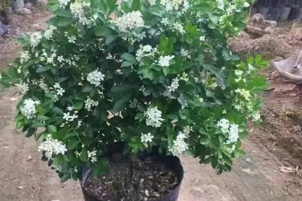 九里香是夜来香吗，它们不是一种植物