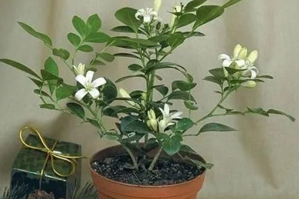 九里香是夜来香吗，它们不是一种植物