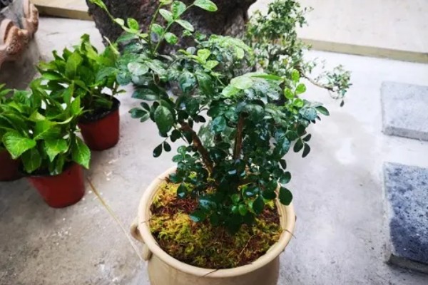 九里香是夜来香吗，它们不是一种植物