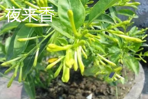 九里香是夜来香吗，它们不是一种植物