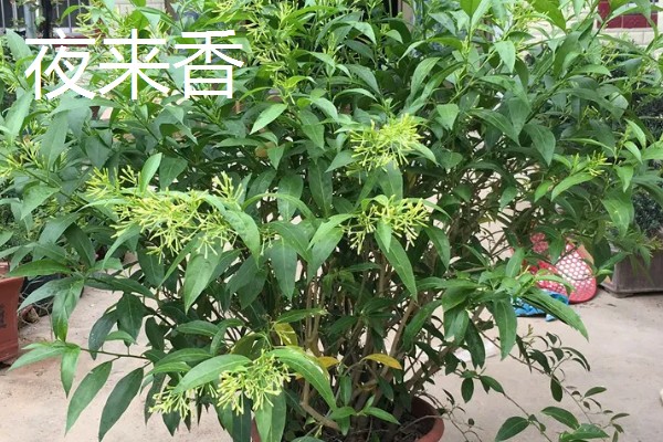 九里香是夜来香吗，它们不是一种植物