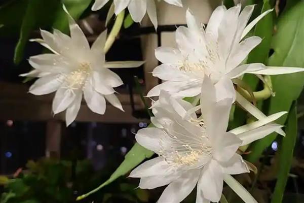 昙花的开放时间,花期集中在6-10月份