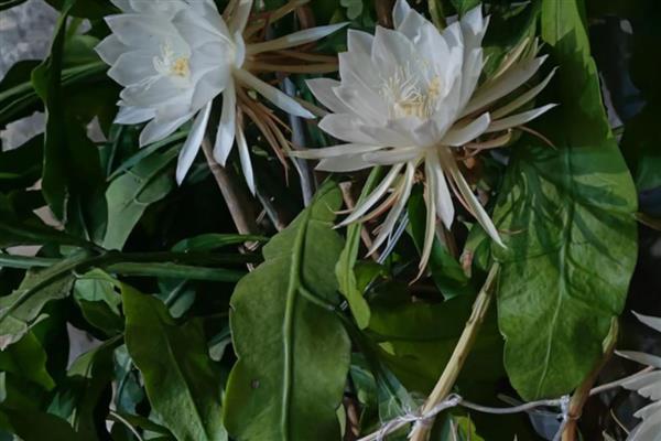 昙花的开放时间,花期集中在6-10月份