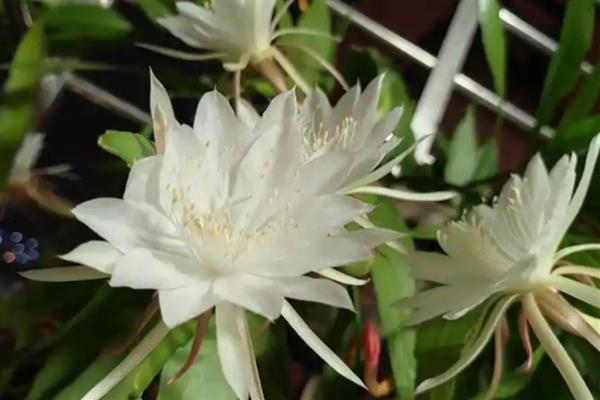昙花的开放时间,花期集中在6-10月份