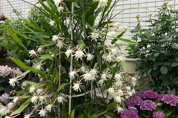 昙花的开放时间,花期集中在6-10月份