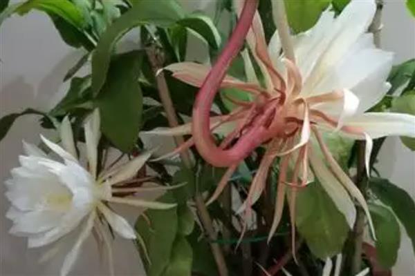 昙花的开放时间,花期集中在6-10月份