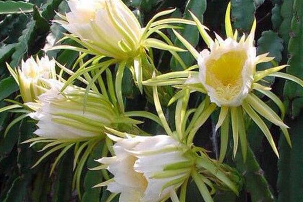 昙花的开放时间,花期集中在6-10月份