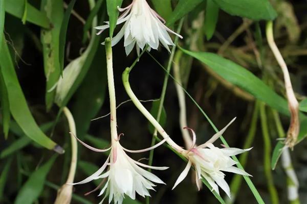 昙花的开放时间,花期集中在6-10月份