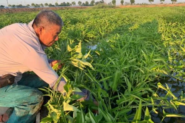 空心菜如何种植，要每采摘1次就要追肥1次