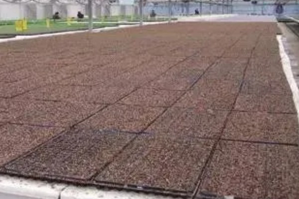 空心菜如何种植，要每采摘1次就要追肥1次