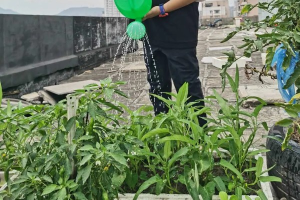 空心菜如何种植，要每采摘1次就要追肥1次