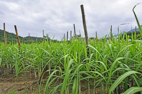 甘蔗适合哪些地方种植,适合在广东、福建、四川等地种植