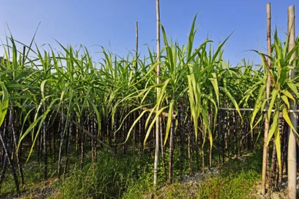 甘蔗适合哪些地方种植,适合在广东、福建、四川等地种植