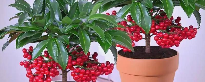让朱砂根来年结果的方法，应确保植株受光均匀