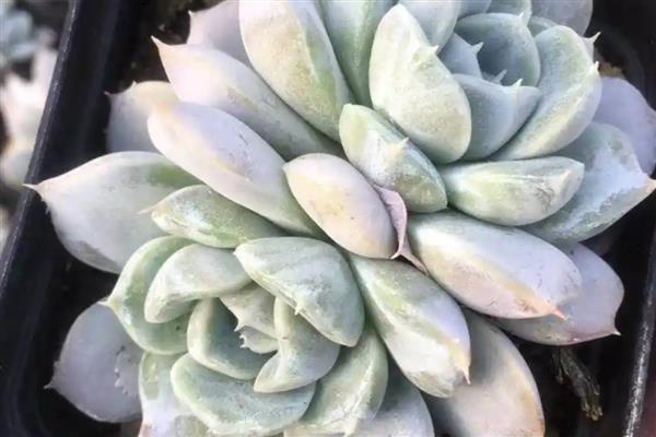 多肉雪兔的养殖方法，将它养在光足够好的地方