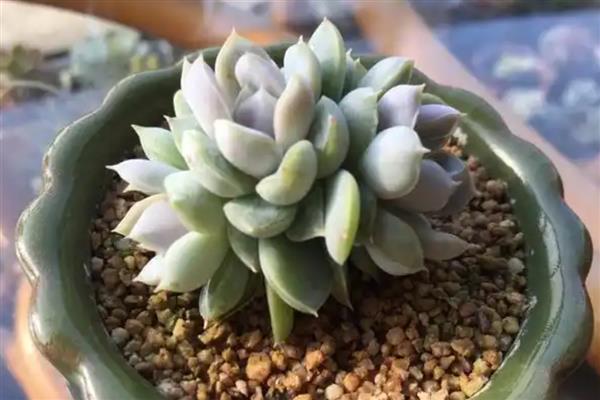 多肉雪兔的养殖方法，将它养在光足够好的地方