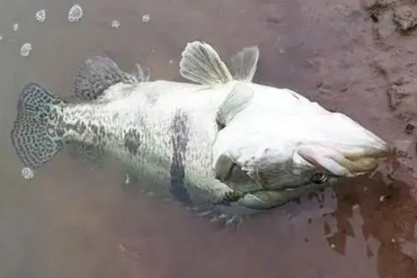 钓鳜鱼的最佳气温,在18-28℃之间