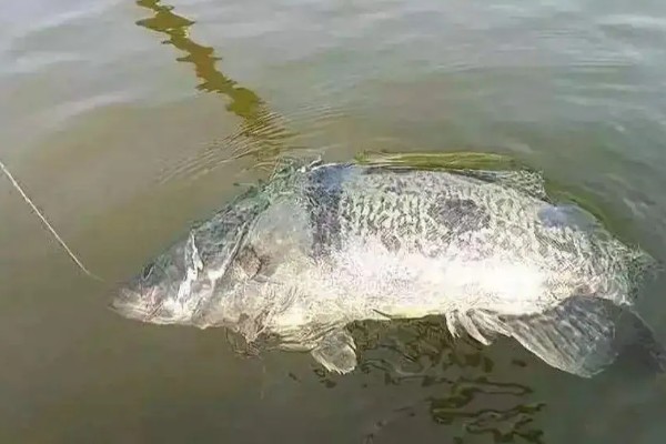 钓鳜鱼的最佳气温,在18-28℃之间