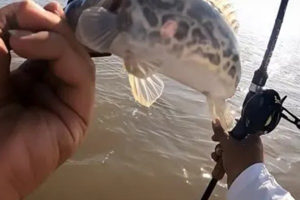 钓鳜鱼的最佳气温,在18-28℃之间