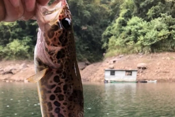 钓鳜鱼的最佳气温,在18-28℃之间