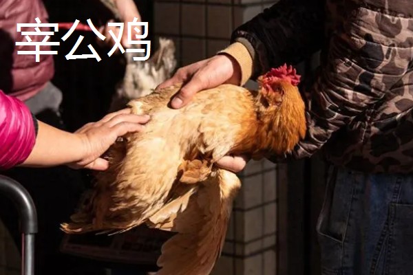 春节的习俗和禁忌,习俗有杀猪割年肉、宰公鸡等