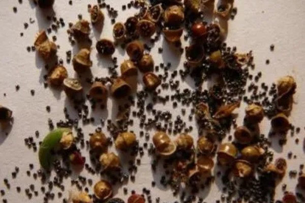 太阳花种子的种植方法，播种时间是在每年的4-5月份