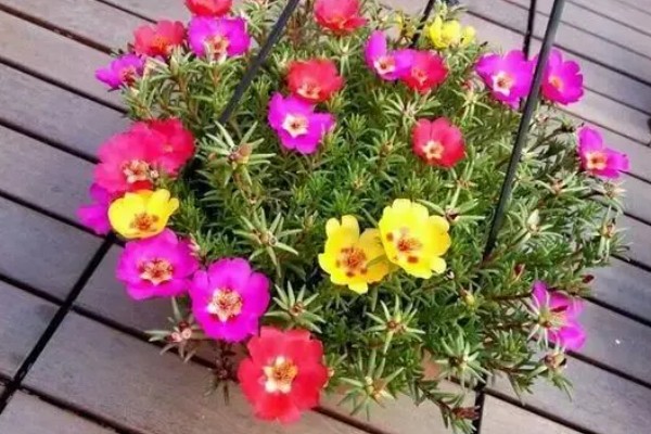 太阳花种子的种植方法，播种时间是在每年的4-5月份