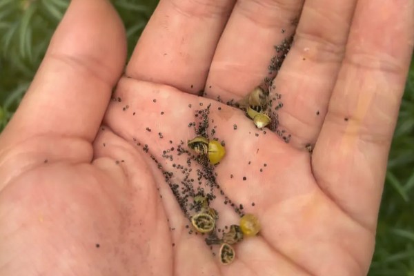太阳花种子的种植方法，播种时间是在每年的4-5月份