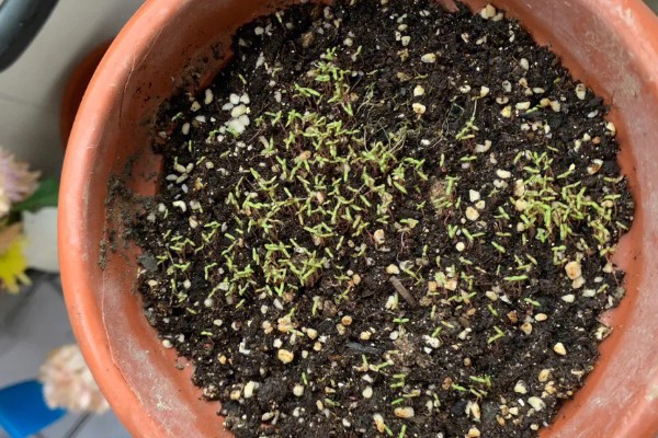 太阳花种子的种植方法，播种时间是在每年的4-5月份