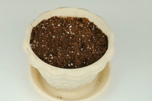 太阳花种子的种植方法，播种时间是在每年的4-5月份