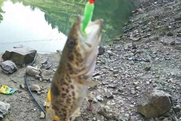 钓鳜鱼的最佳气温,在18-28℃之间