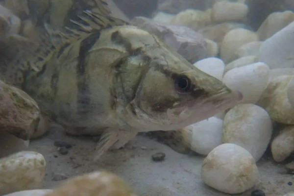 钓鳜鱼的最佳气温,在18-28℃之间