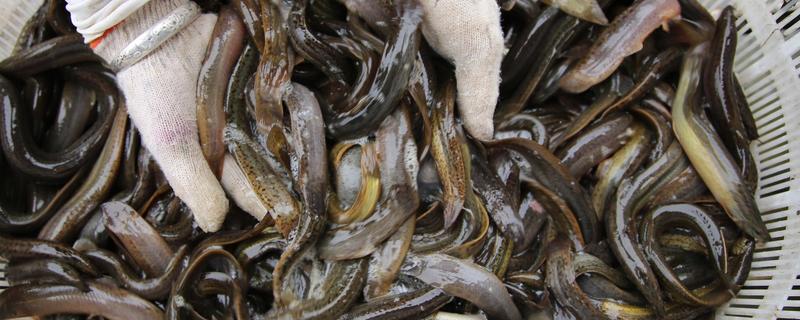 泥鳅怎么养殖，池水透明度控制在15-20厘米