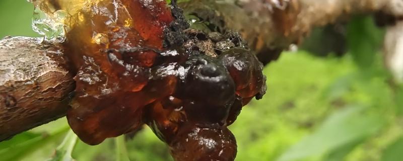 桃树出桃胶的时间，会在3-4月份左右出现