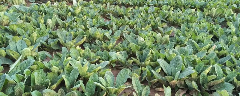 种植中药的年收入，具体效益因品种而异