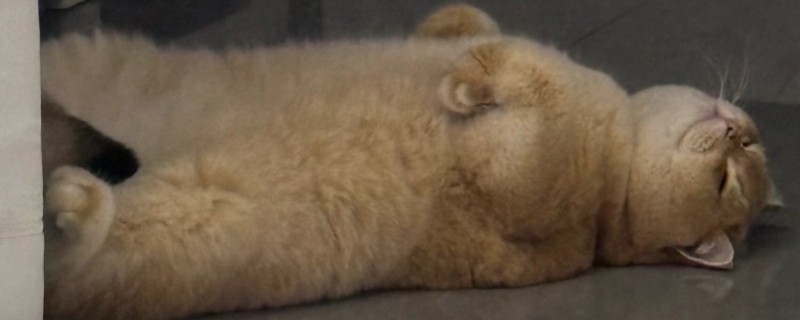 猫鼻支的防治方式，需要注意加强猫咪的营养