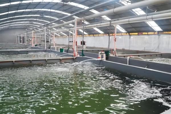 鲈鱼的养殖技术，水深要在2米以上