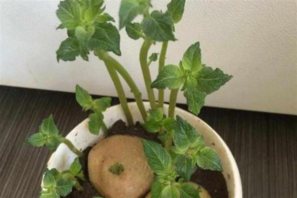 盆栽土豆怎么种植，每隔2天给植株浇水一次