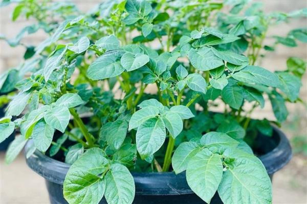 盆栽土豆怎么种植，每隔2天给植株浇水一次