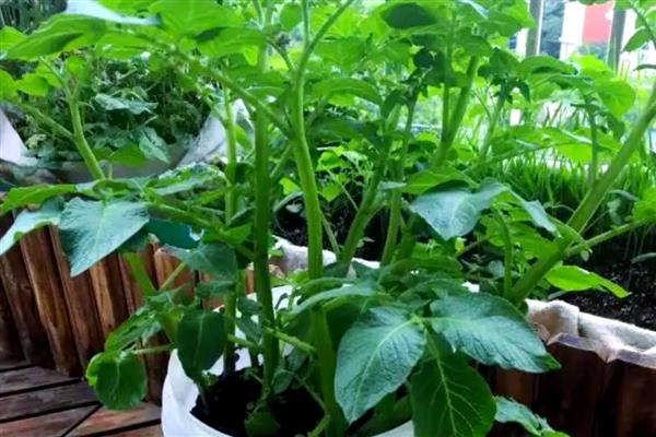 盆栽土豆怎么种植，每隔2天给植株浇水一次